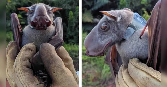 Imagem ilustrativa da notícia Morcego que parece "gárgula" viraliza nas redes sociais