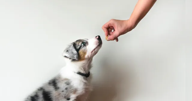 Imagem ilustrativa da notícia Adestramento para pets: quais as formas mais comuns?