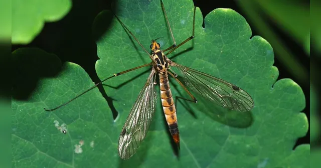 Imagem ilustrativa da notícia Tipulidaes: "carapanãs" gigantes ajudam a controlar o Aedes