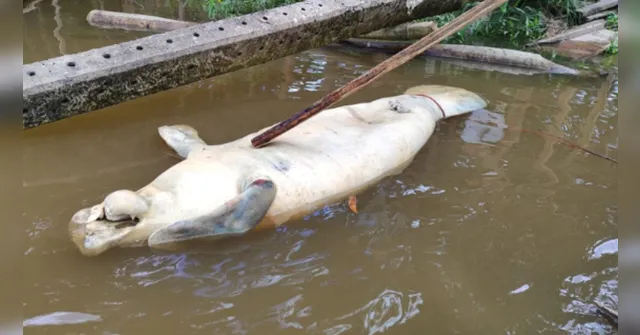 Imagem ilustrativa da notícia Peixe-boi morre após naufrágio de balsa em Muaná