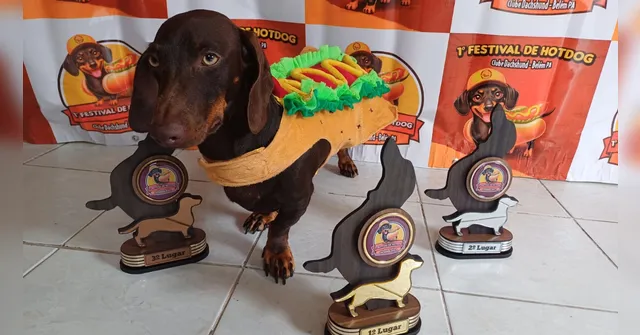 Imagem ilustrativa da notícia Cães salsichas são atração de corrida e desfile em Belém