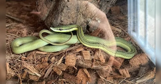 Imagem ilustrativa da notícia PF prende quatro pessoas por tráfico de animais silvestres