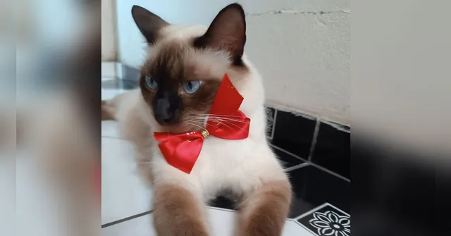 Imagem ilustrativa da notícia Família oferece R$ 500 para encontrar gato desaparecido
