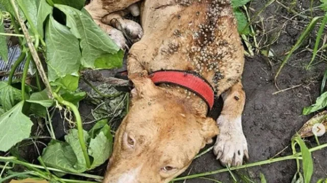Imagem ilustrativa da notícia Homem é preso por abandonar cão amarrado para morrer