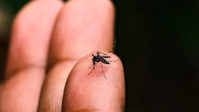 Imagem ilustrativa da notícia Brasil atinge 1,6 mil mortes por dengue