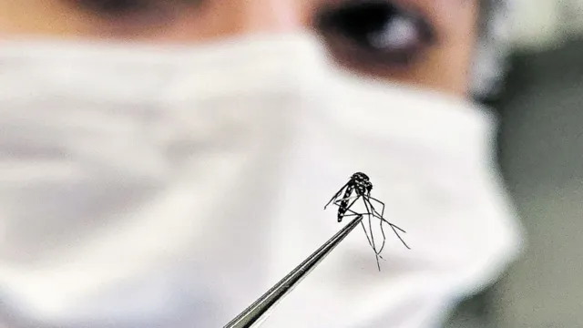 Imagem ilustrativa da notícia Período chuvoso aumenta a proliferação de mosquitos