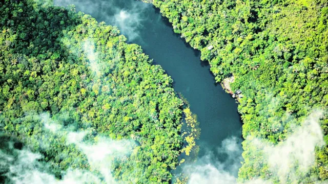 Imagem ilustrativa da notícia Municípios aderem a programa contra desmatamento no Pará