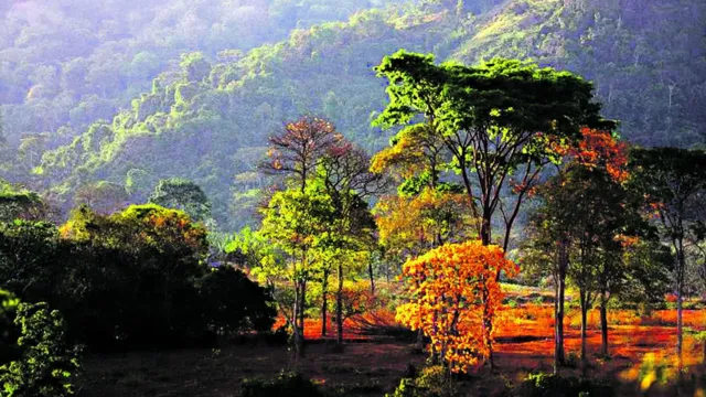 Imagem ilustrativa da notícia Aberta consulta pública para revisão do Amazônia Agora