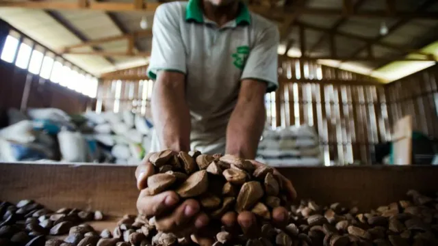 Imagem ilustrativa da notícia Estado avança com ações do Plano de Bioeconomia