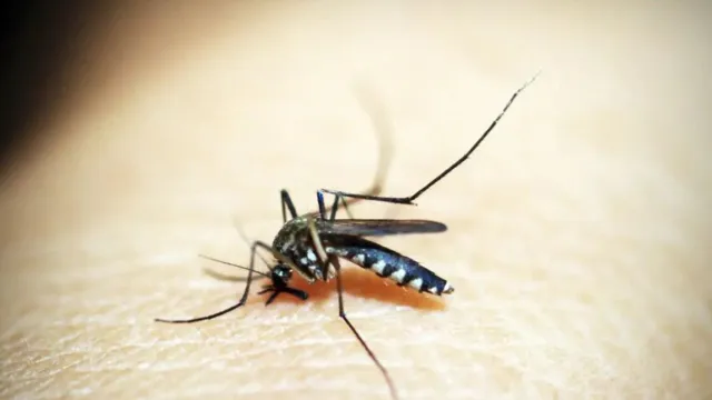 Imagem ilustrativa da notícia Brasil ultrapassa 4 milhões de casos de dengue 