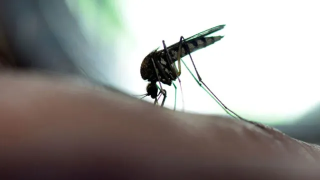 Imagem ilustrativa da notícia Brasil tem alta em casos de febre oropouche