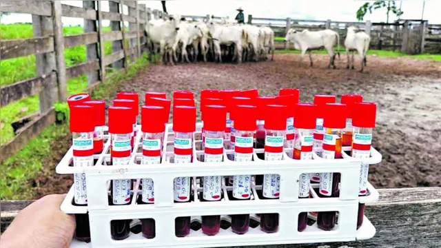 Imagem ilustrativa da notícia Vacinado, gado do Pará está livre de contaminação