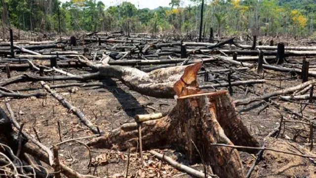 Imagem ilustrativa da notícia Mau uso da floresta prejudica a vida no planeta. Entenda!