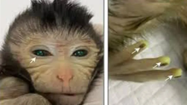 Imagem ilustrativa da notícia Cientistas chineses criam macaco com dedos fluorescentes