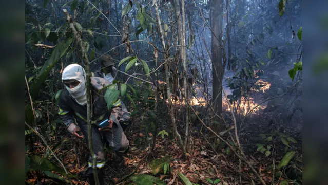 Imagem ilustrativa da notícia Documentário mostra brigadistas que combatem incêndios