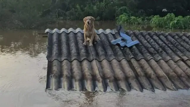 Imagem ilustrativa da notícia Encontrão em Belém vai promover doações para pets do RS