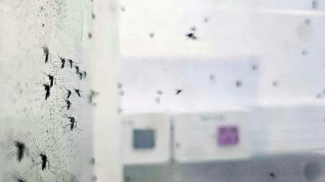 Imagem ilustrativa da notícia Pará registra 15 mil casos prováveis de dengue em 2024