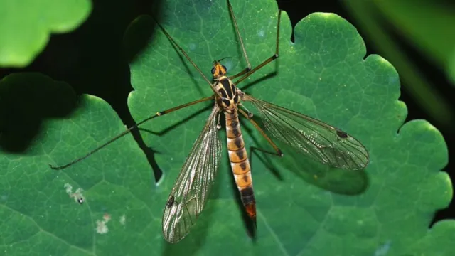 Imagem ilustrativa da notícia Tipulidaes: "carapanãs" gigantes ajudam a controlar o Aedes