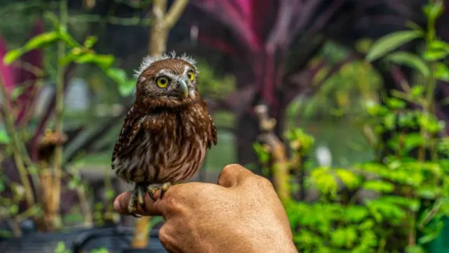 Imagem ilustrativa da notícia Mangal das Garças ganha 4 novas espécies de aves em Belém