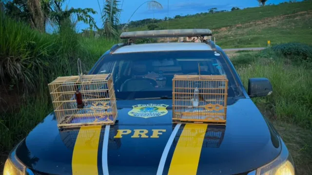 Imagem ilustrativa da notícia PRF prende dupla que transportava ilegalmente aves no PA