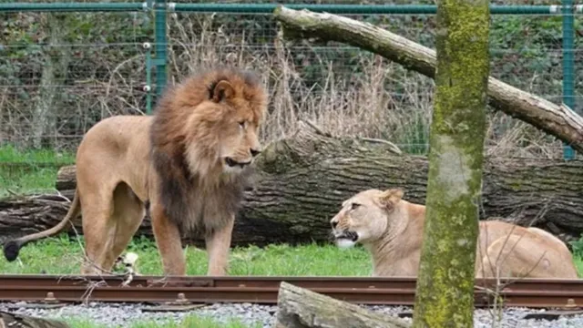 Imagem ilustrativa da notícia Acasalamento fracassa e leão mata leoa em zoo na Bélgica