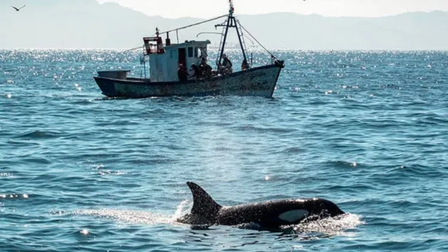 Imagem ilustrativa da notícia Orcas afundam iate à vela no Estreito de Gibaltrar
