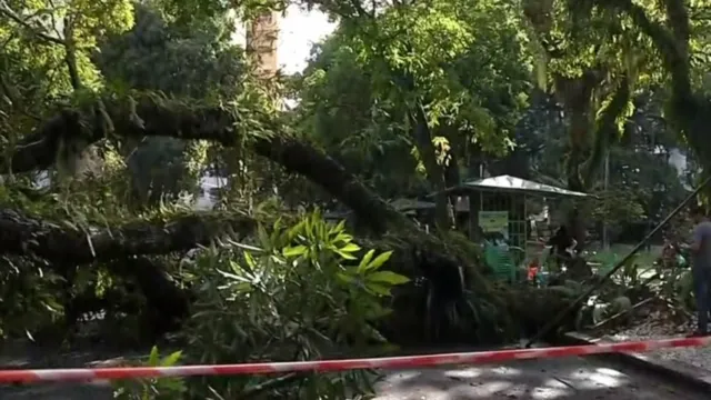 Imagem ilustrativa da notícia Mangueira cai na praça Batista Campos e complica trânsito