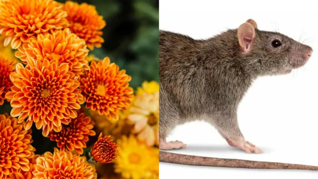 Imagem ilustrativa da notícia Conheça 4 plantas que podem deixar sua casa livre de ratos 