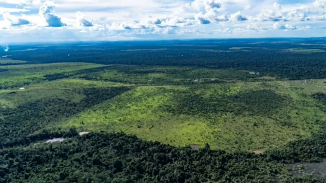 Imagem ilustrativa da notícia Cidades do Pará têm queda de 66% nos alertas de desmatamento