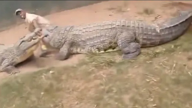 Imagem ilustrativa da notícia Vídeo: tratador tem pênis quase arrancado por crocodilo