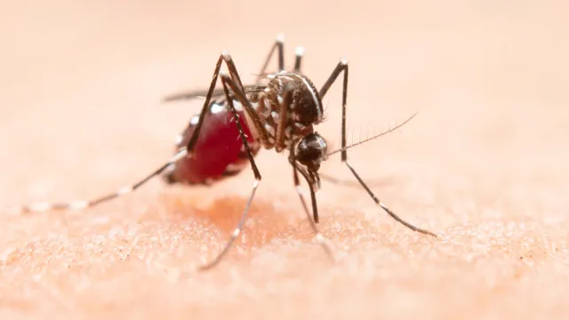 Imagem ilustrativa da notícia Epidemia de dengue no Brasil pode ser a pior da história