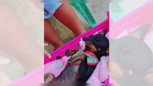Imagem ilustrativa da notícia Vídeo: menina faz pinscher dormir com canção de ninar