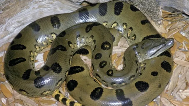 Imagem ilustrativa da notícia Venenosas: cobras são as que mais causam acidentes no Pará