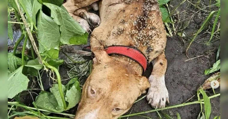 Imagem ilustrativa da notícia Homem é preso por abandonar cão amarrado para morrer