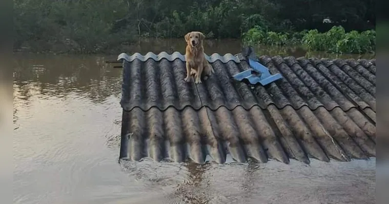 Imagem ilustrativa da notícia IA possibilita "match" entre pets resgatados e tutores no RS
