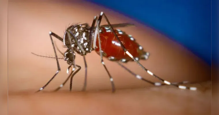 Imagem ilustrativa da notícia Quando procurar atendimento em caso de suspeita de dengue