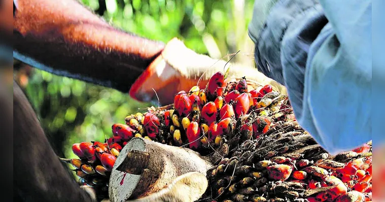 Imagem ilustrativa da notícia Estado do Pará começa a rastrear sua produção de dendê