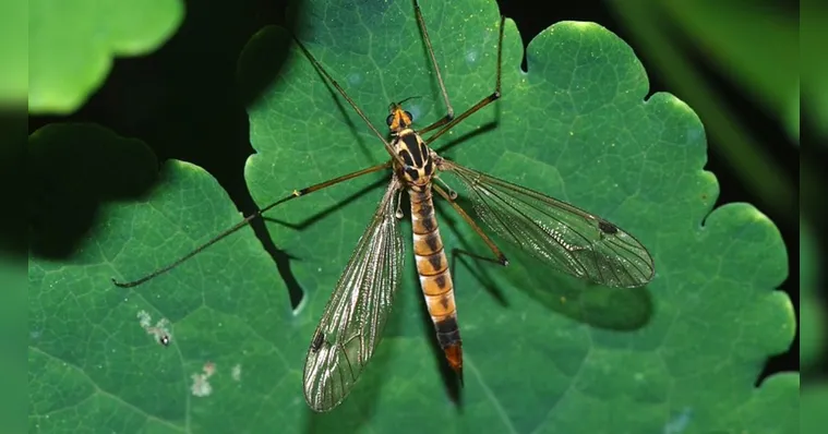 Imagem ilustrativa da notícia Tipulidaes: "carapanãs" gigantes ajudam a controlar o Aedes