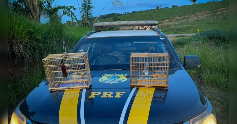 Imagem ilustrativa da notícia PRF prende dupla que transportava ilegalmente aves no PA