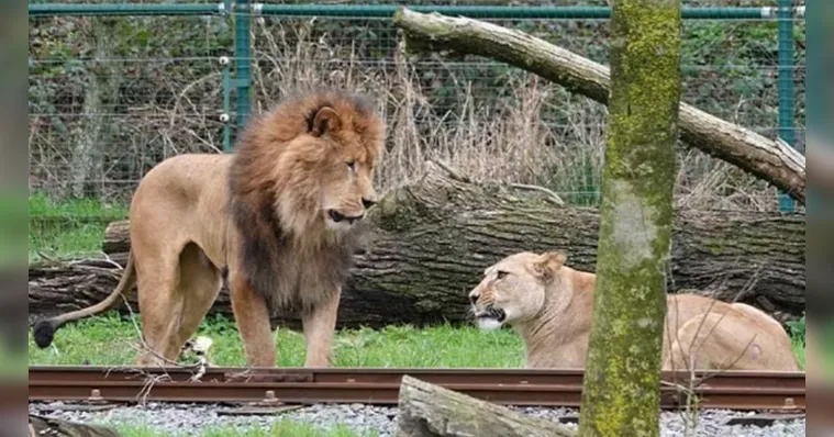 Imagem ilustrativa da notícia Acasalamento fracassa e leão mata leoa em zoo na Bélgica