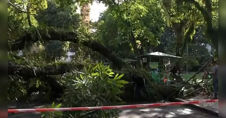 Imagem ilustrativa da notícia Mangueira cai na praça Batista Campos e complica trânsito
