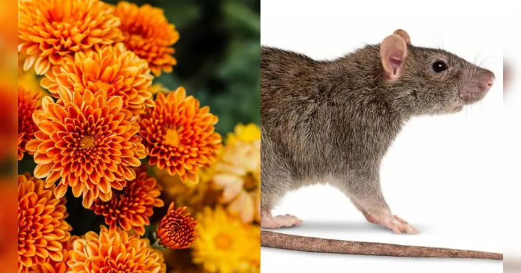 Imagem ilustrativa da notícia Conheça 4 plantas que podem deixar sua casa livre de ratos 