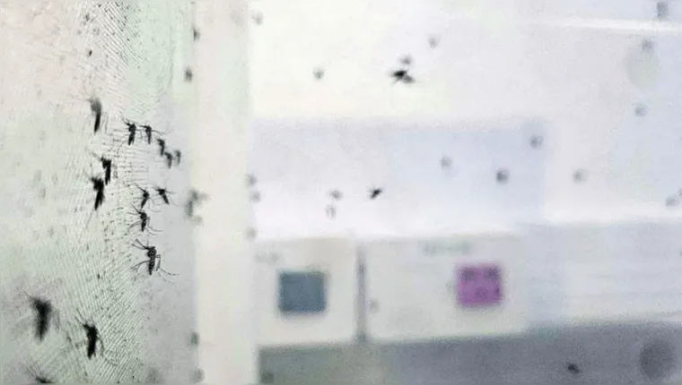 Imagem ilustrativa da notícia Saúde: casos de dengue no Pará estão em estabilidade