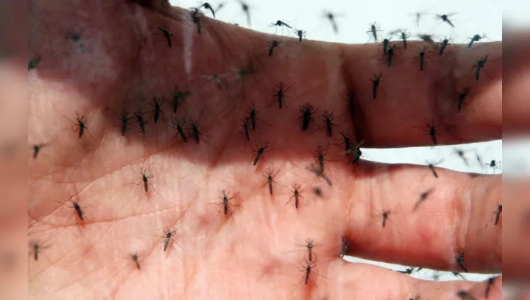 Imagem ilustrativa da notícia Dengue se espalha para o Sul e Centro-Oeste do Brasil