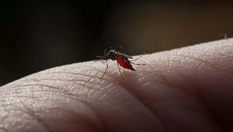 Imagem ilustrativa da notícia Brasil chega a mais de 2 milhões de casos de dengue