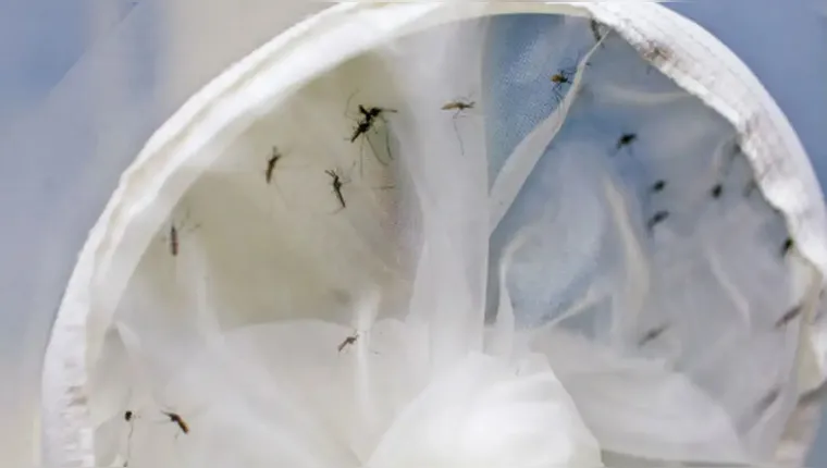 Imagem ilustrativa da notícia Brasil tem quase 400 mortes por dengue este ano