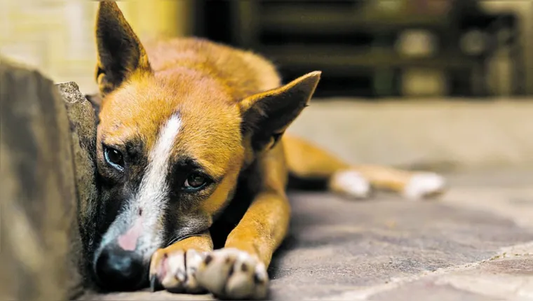 Imagem ilustrativa da notícia Abandono de animais pode render multa no Pará