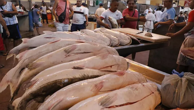 Imagem ilustrativa da notícia Feira do Pescado: veja onde ficarão pontos de venda