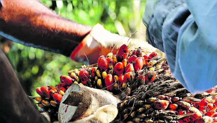 Imagem ilustrativa da notícia Estado do Pará começa a rastrear sua produção de dendê