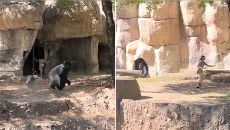 Imagem ilustrativa da notícia Vídeo: tratadores são atacados por gorila nos EUA